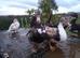 5 x female muscovy ducks various colours 2026 hatch