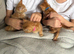 BEAUTIFUL GINGER/GINGER WHITE BOY KITTENS FOR SALE