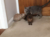 Burmese kittens