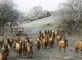 Castkemilk moorits