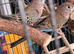 Wanted birds