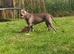 American bully needs new home