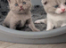 British short hair kittens