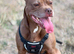Urgent rehome
