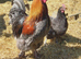 Gold Lace Chouchin (Large fowl)
