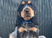 KC registered Show Type Cocker Spaniel Pups DNA tested