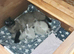 Gorgeous chunky ragdoll kittens