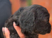F1 cockapoo puppies
