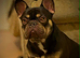 Male frenchie