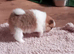 Pomeranian puppies