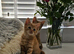 Kittens ready soon