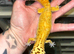 Female Mack Snow Pied Eclipse