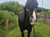 True reliable 15hh happy hacker for all the family