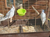 Two Albino Cockatiels