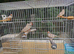 Cock and hen zebra finches