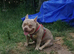 2 year old micro bully