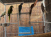 Alexandrine, Indian Ringneck & Cockatiels - Healthy Birds