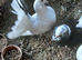 Coloured Fantail pigeons