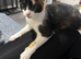 Female Calico Cat