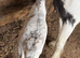 Mare and foal for sale
