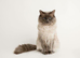 Stud Ragdoll Blue Point and he’s a chocolate carrier