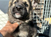 GORGEOUS LITTER OF GERMAN SHEPHERD PUPPIES
