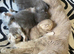 Bsh kitten