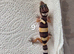 Leopard gecko babies mixed morphs