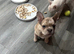 French bulldog puppies