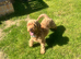 Gorgeous 4 year old Cavapoo girl
