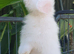 Baby mini lop girl available now