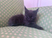 Maine coon kitten readdy to leave free delivery.
