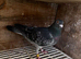 Racing pigeons for sale