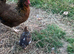 Bantum dorking hen and her two chicks