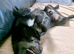 Black Pug Cross Male 11 months old