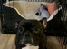 female 7 year old french bulldog