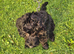 Cockapoo for sale