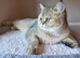 GCCF Golden British Shorthair Girl