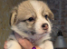 Gorgous dna clear pembs corgi pups
