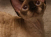 Neutered White Devon Rex Girl with Blue Eyes – Ready Now
