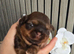Stunning Imperial Shihtzu Puppies