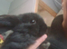 2 hand reared mini lop x babies
