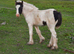 Gorgeous 12.2hh Black cob mare and coloured filly foal at foot