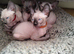 Sphynix kitten one left