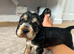 Beautiful puppies ready in 3 weeks