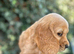 Ready to leave Show type, cocker, spaniel puppies