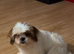 Shih tzu dogs