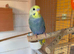 Baby rainbow budgies