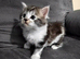 ¾ Maine coon kittens