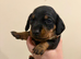 Dachshund puppies